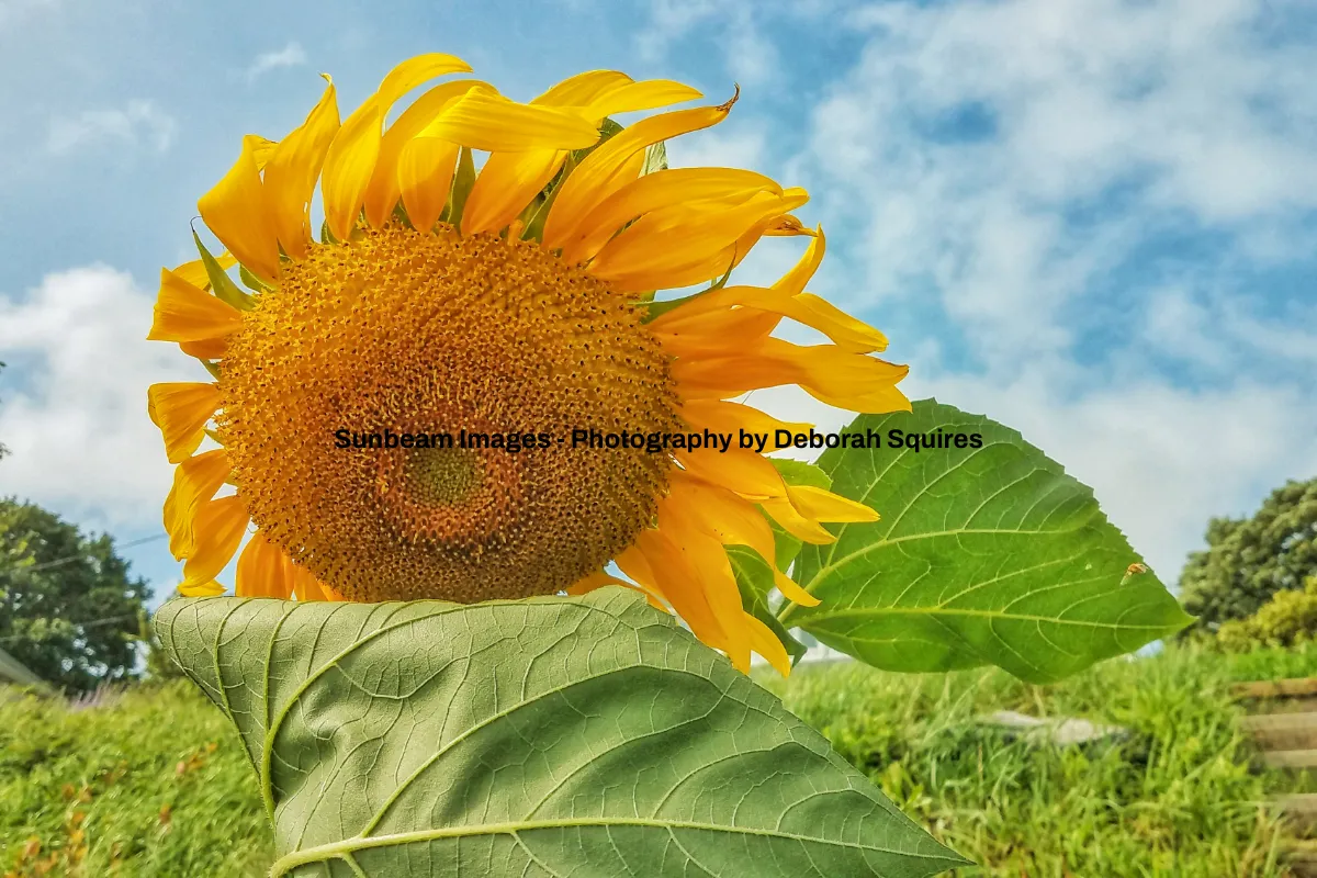 Sunbeam Images - Photography by Deborah Squires