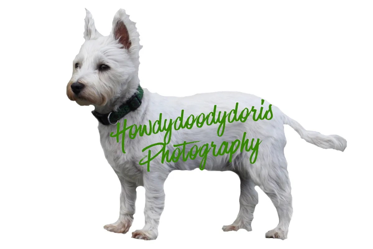 Howdydoodydoris