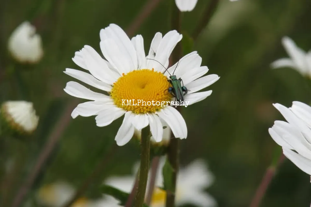 KMLPhotography