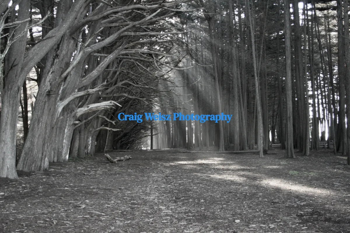 Craig Weisz Photography