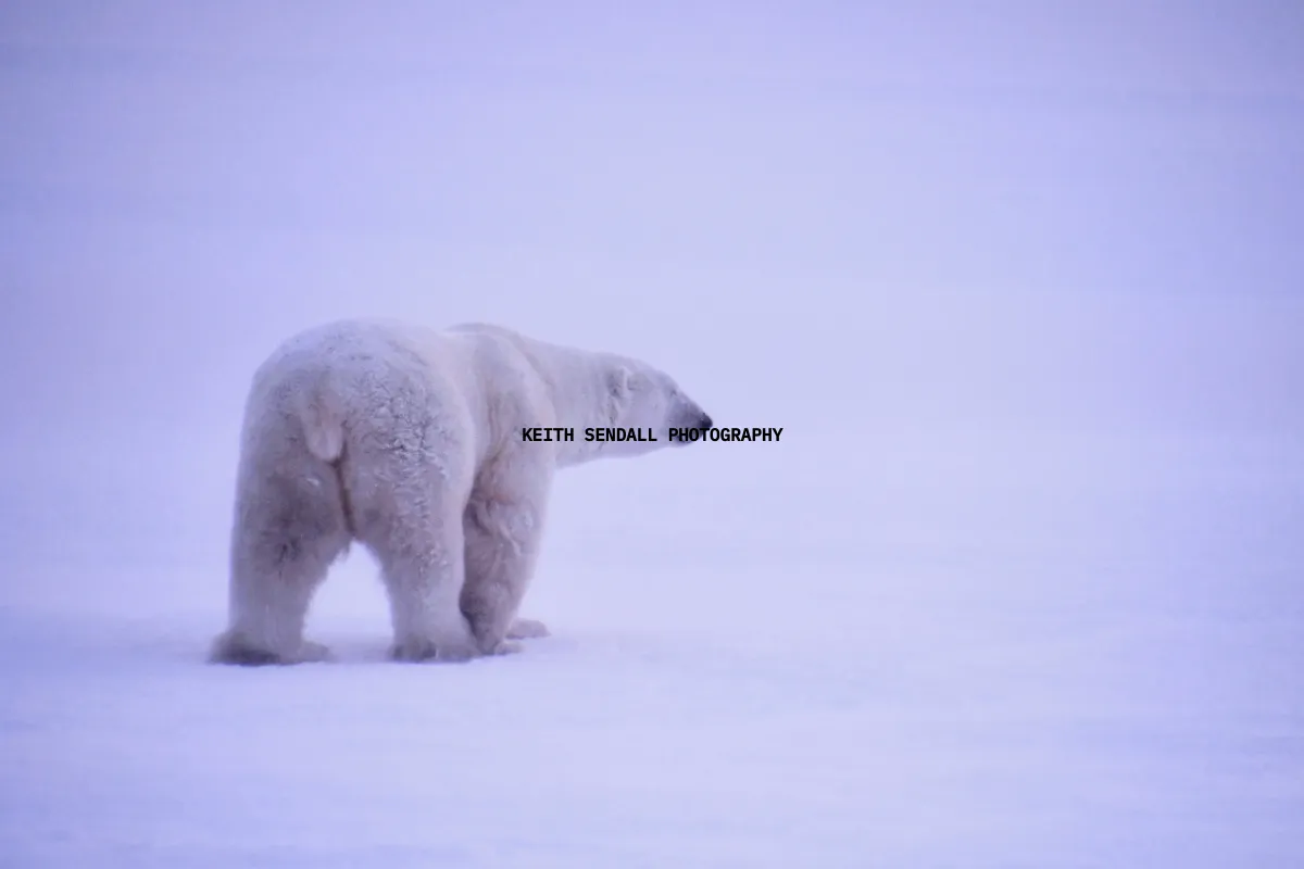 Keith Sendall Photography