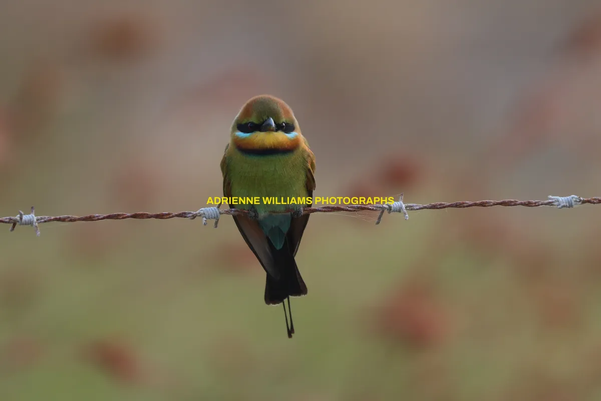 Adrienne Williams Photographs