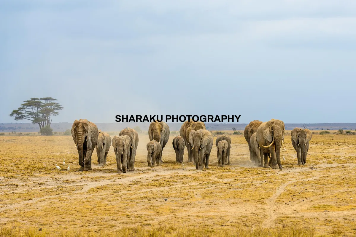 Sharaku Photography