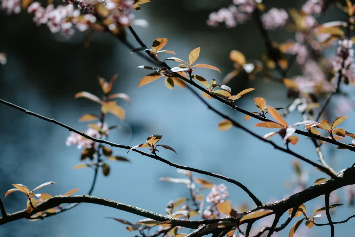 Nicola Campbell at NC Photography 