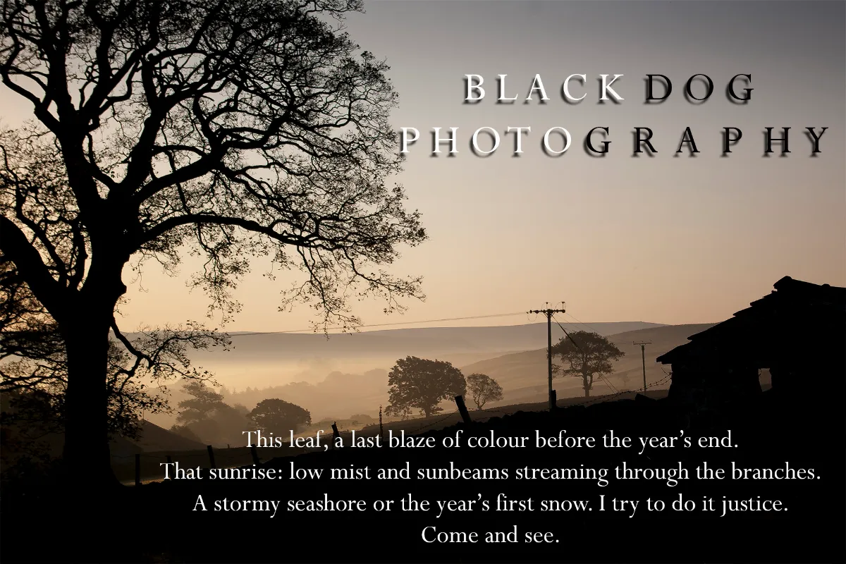 Black Dog Photography