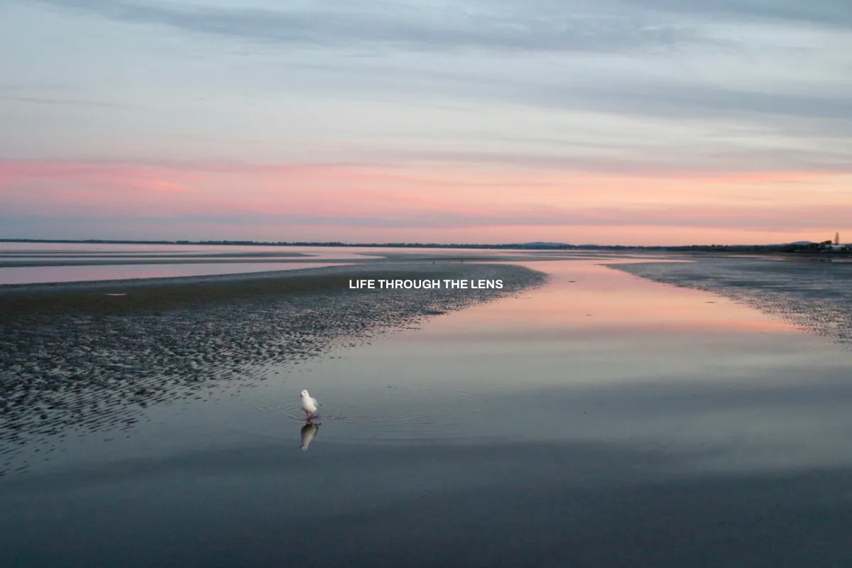 Life through the lens