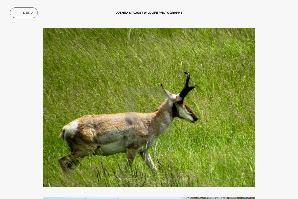 Joshua Staquet Wildlife Photography