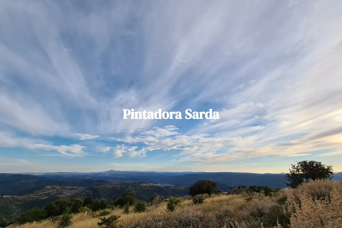 Pintadora Sarda