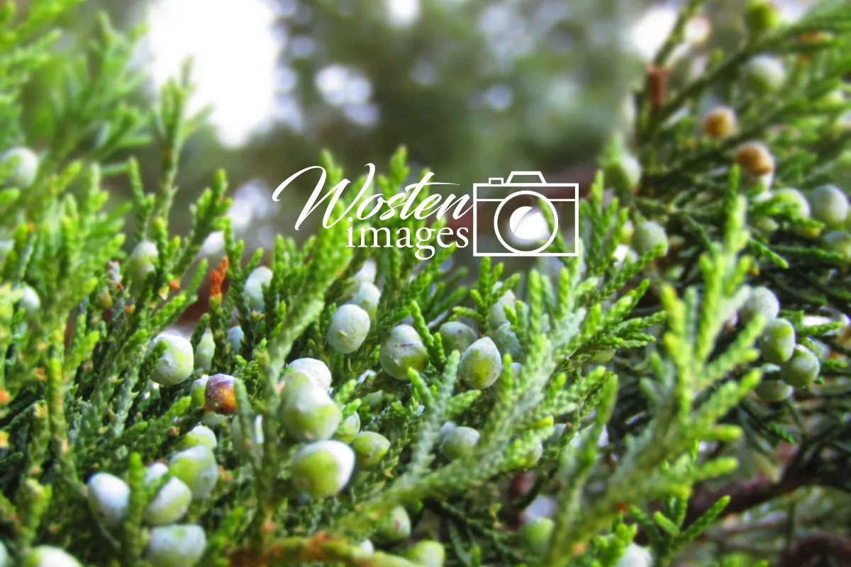 Wosten Images