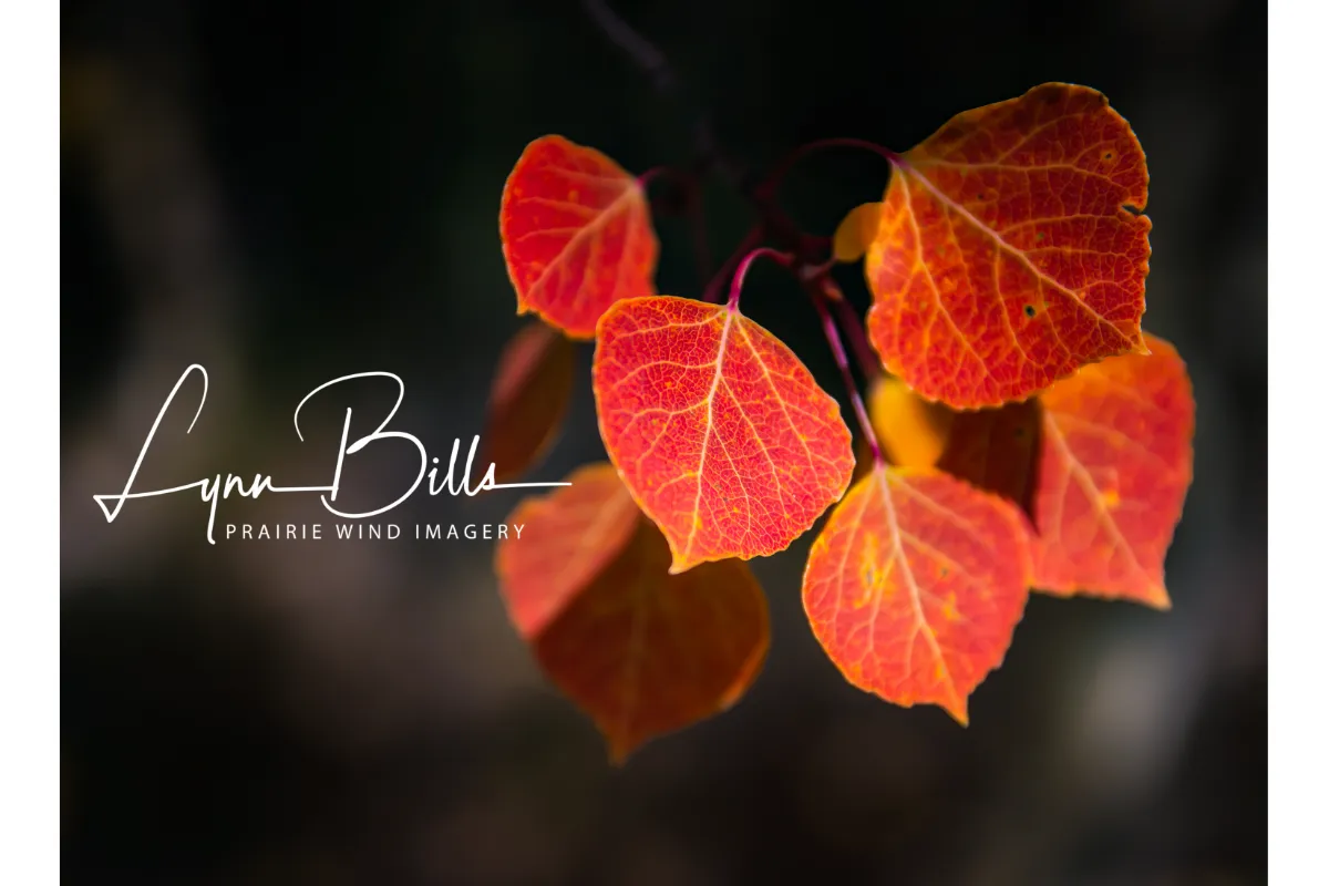 Prairie Wind Imagery