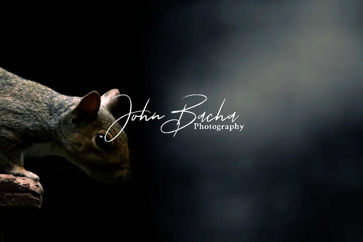John Bacha Photography 