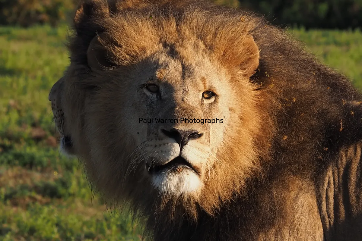 Paul Warren Photographs