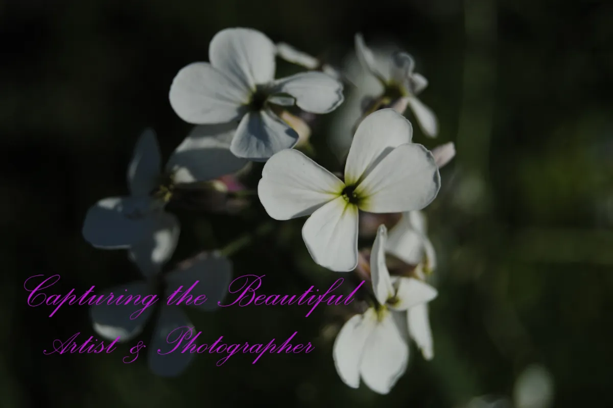 Capturing the Beautiful