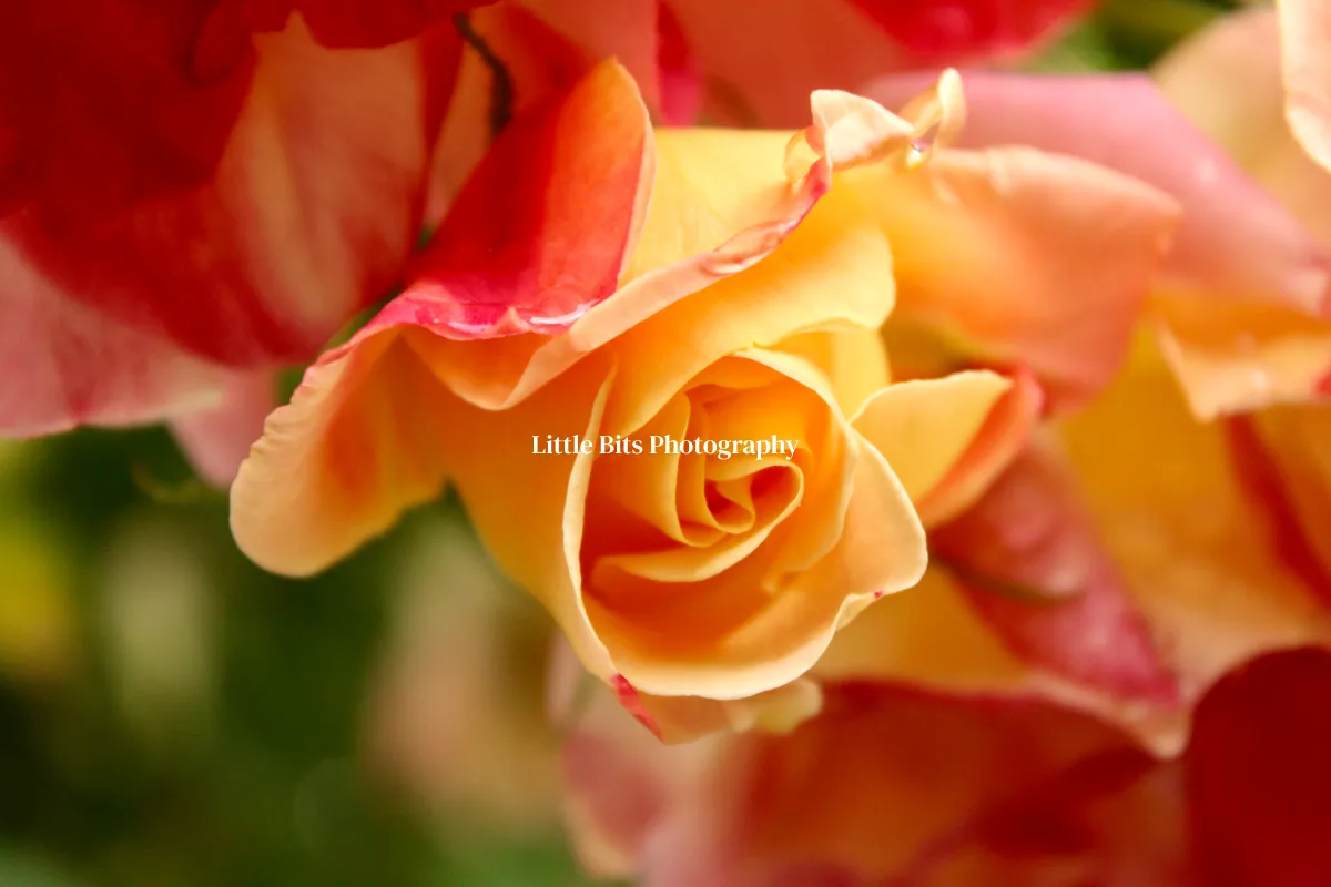 Little Bits Photography