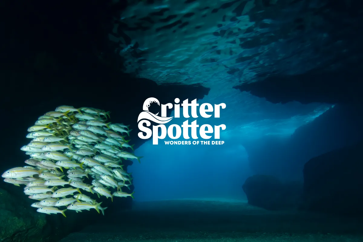 CritterSpotter