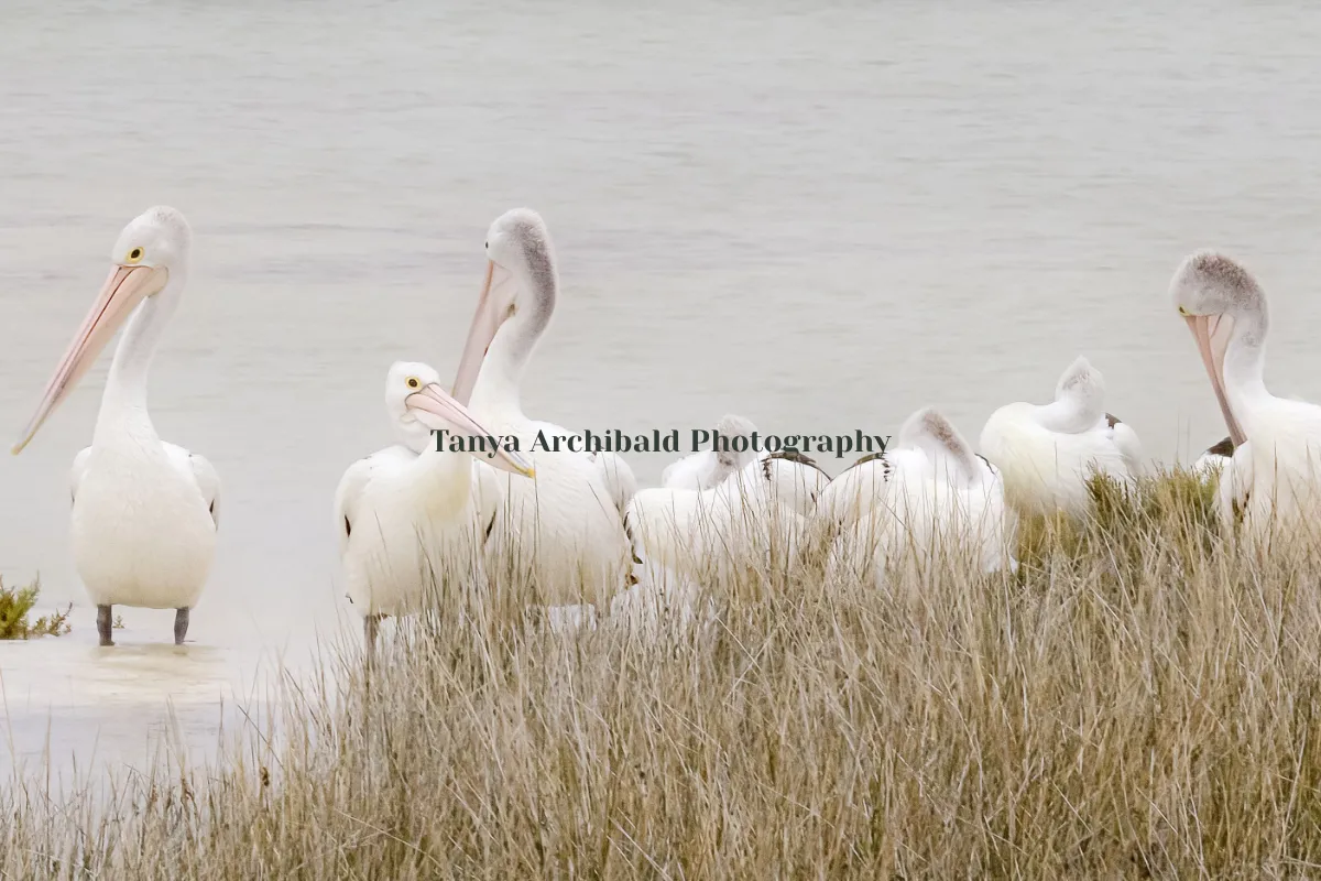 Tanya Archibald Photography