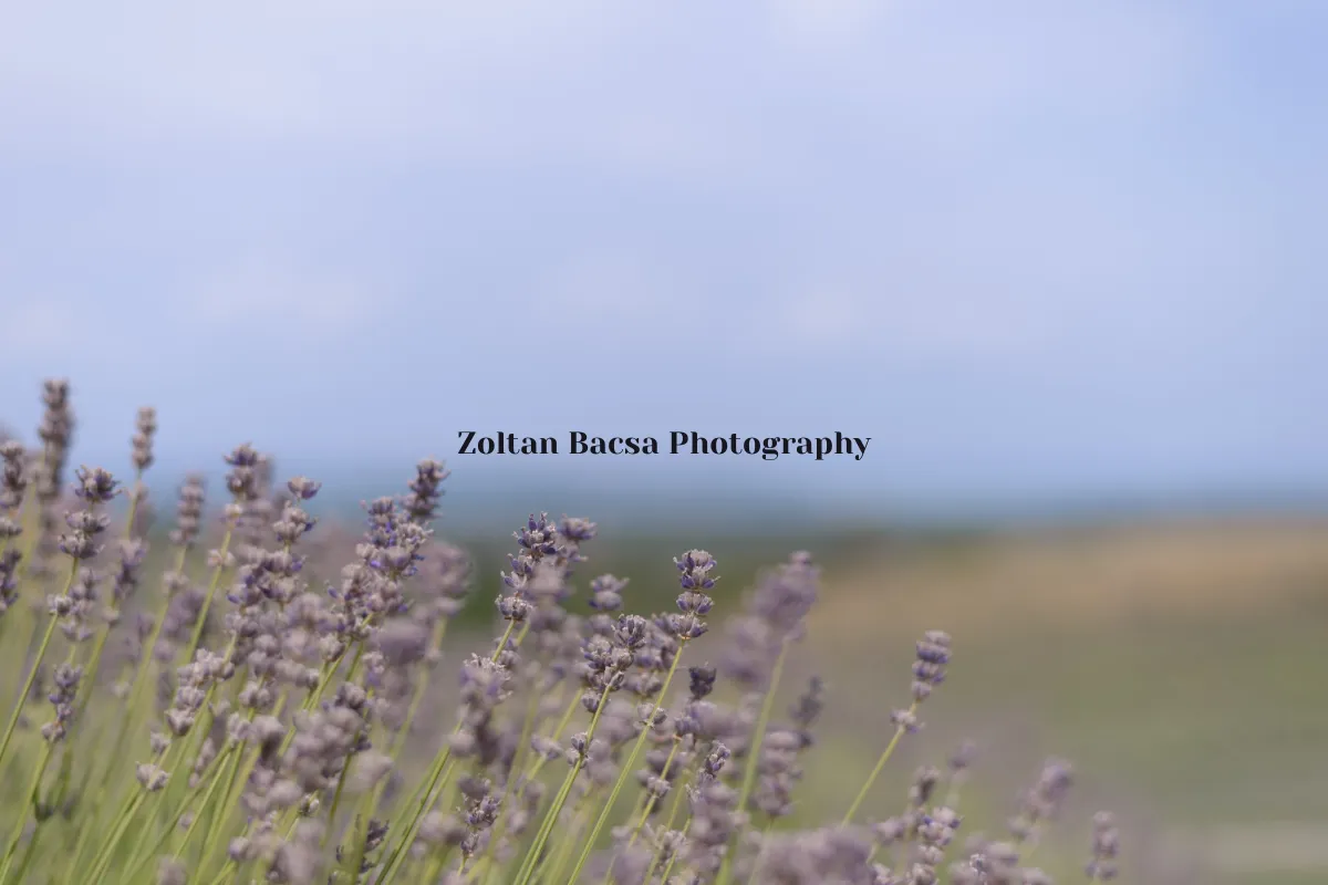 Zoltan Bacsa Photography 