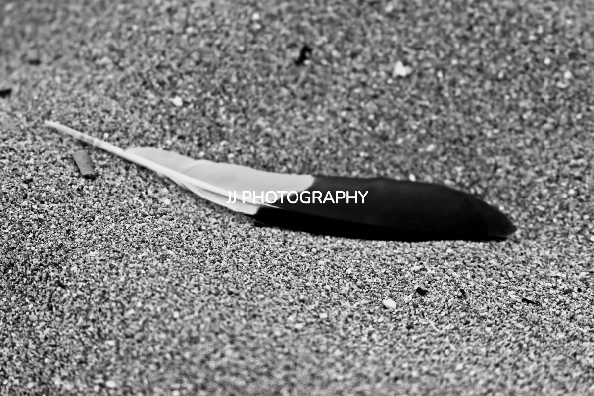 JJ Photography
