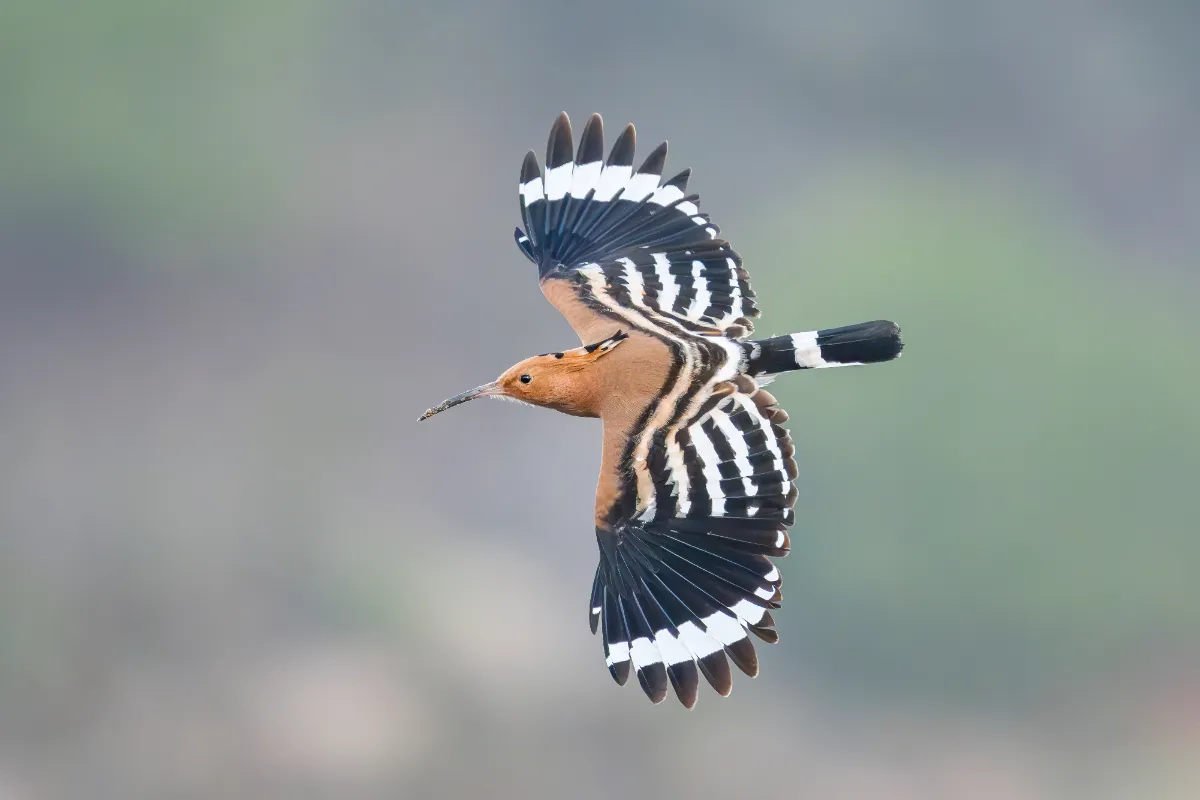 Portugal Birding