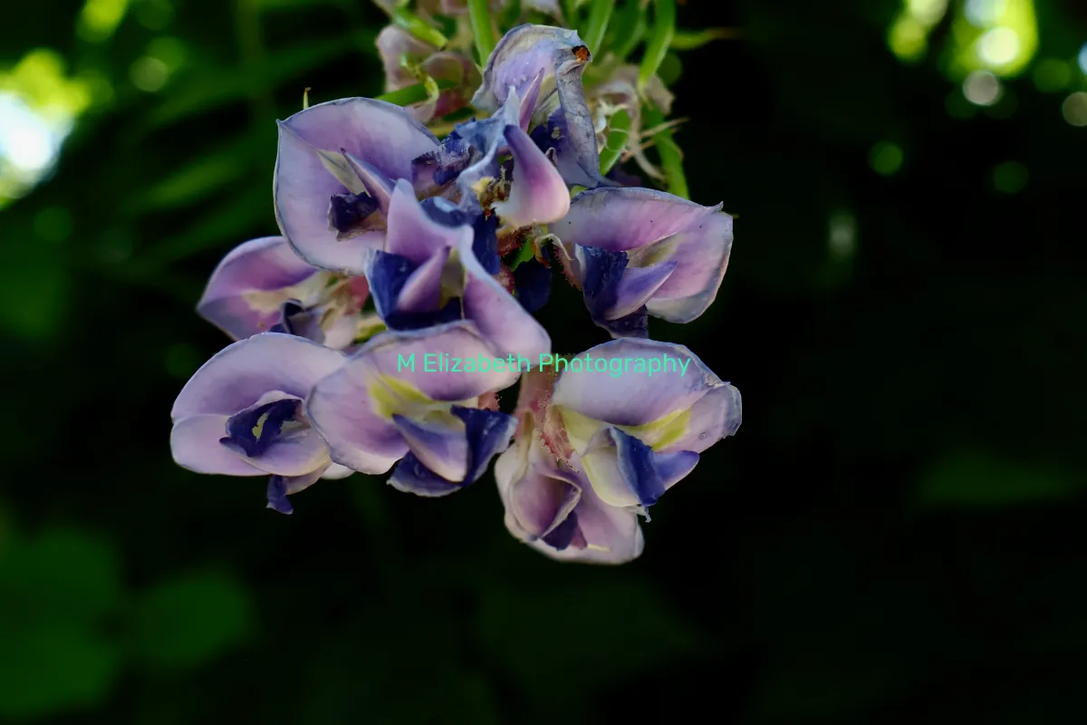M Elizabeth Photography