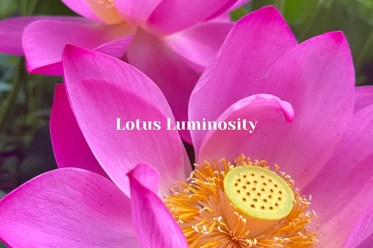 Lotus Luminosity