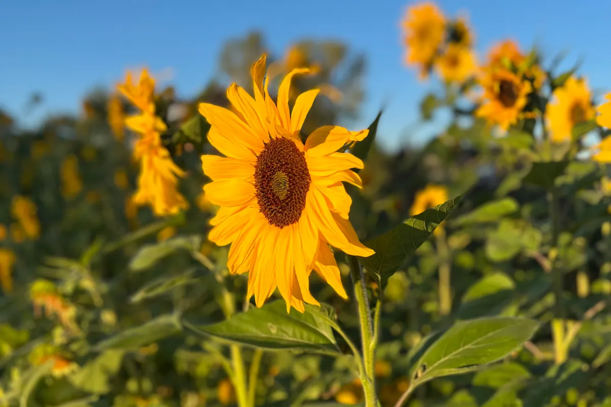 Naturescandy