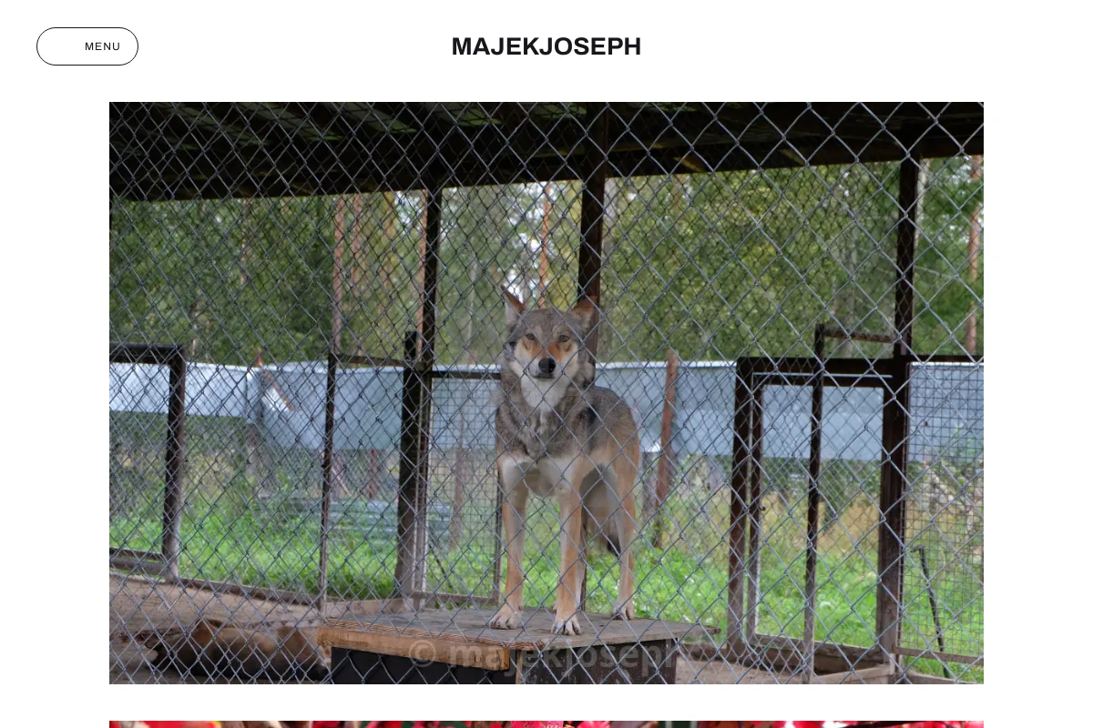 majekjoseph