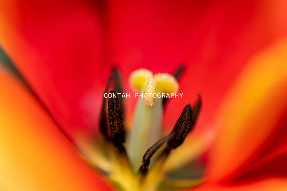 Contah Photography 