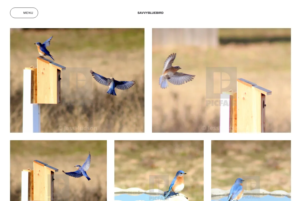 SavvyBluebird 