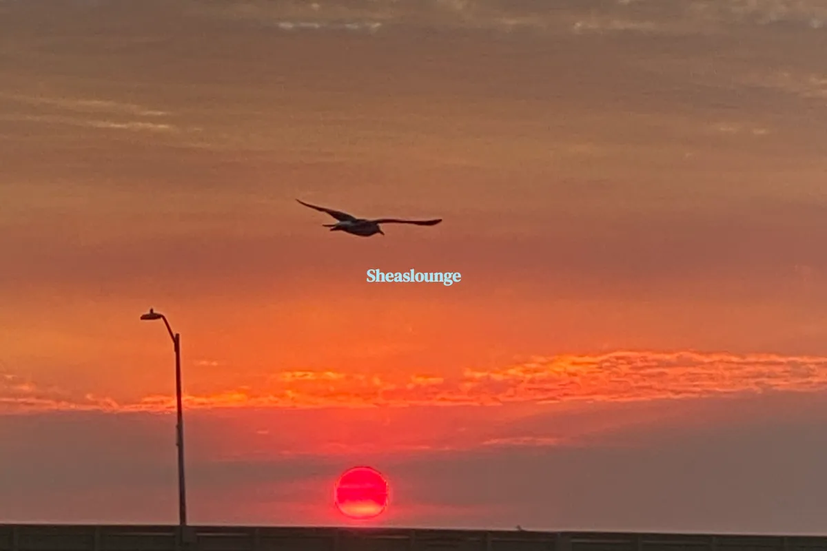 Sheaslounge