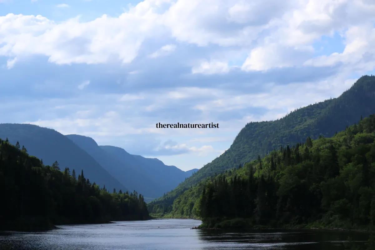 therealnatureartist