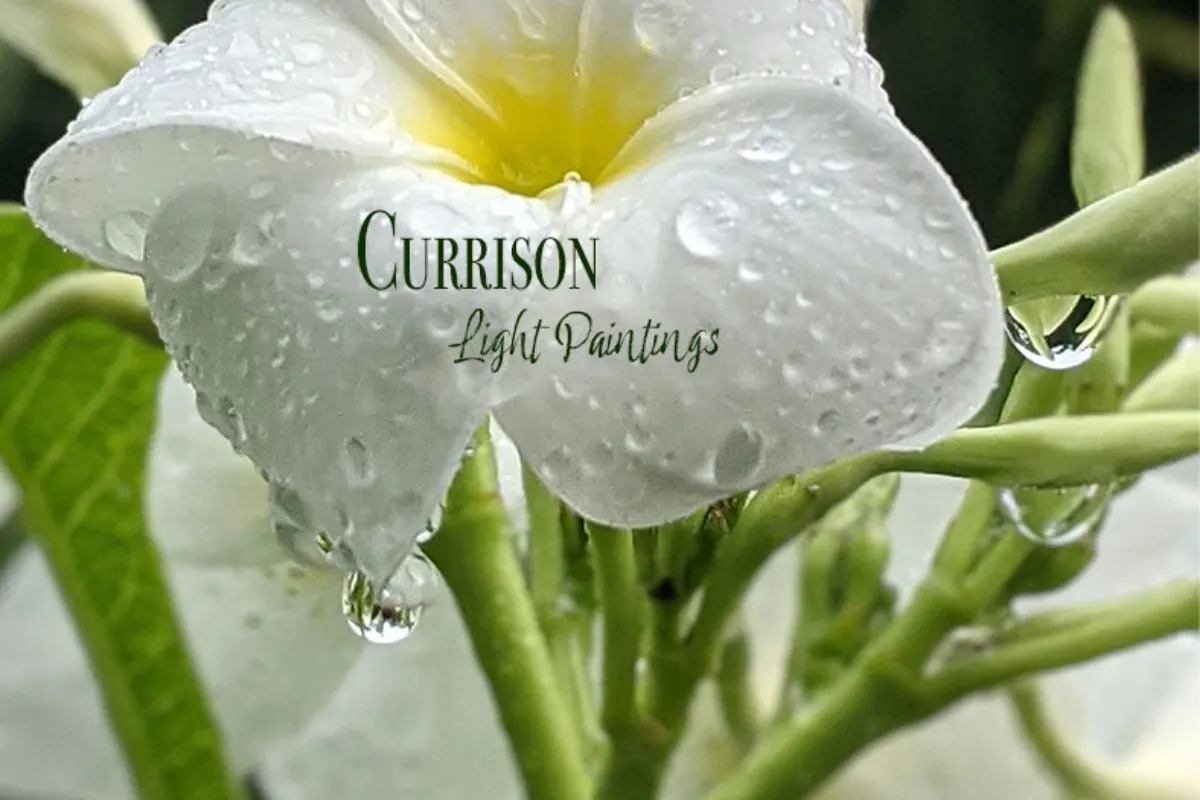 Michael Currison 