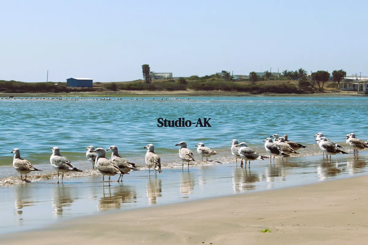 Studio-AK