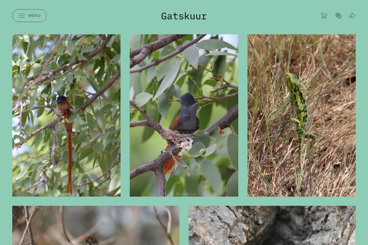 Gatskuur