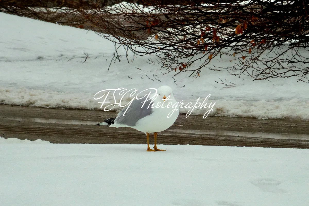 FSG_Photography