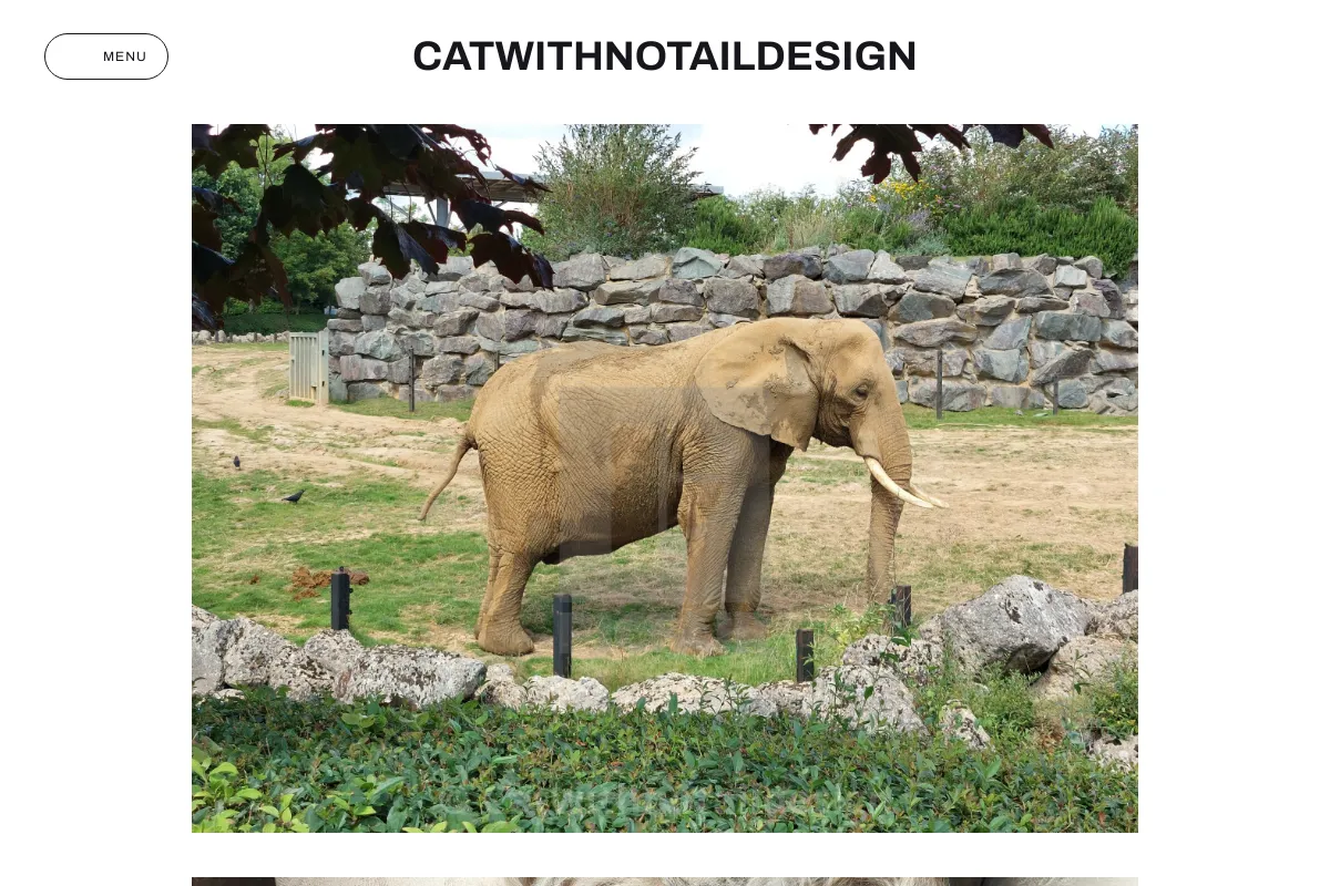 Catwithnotaildesign