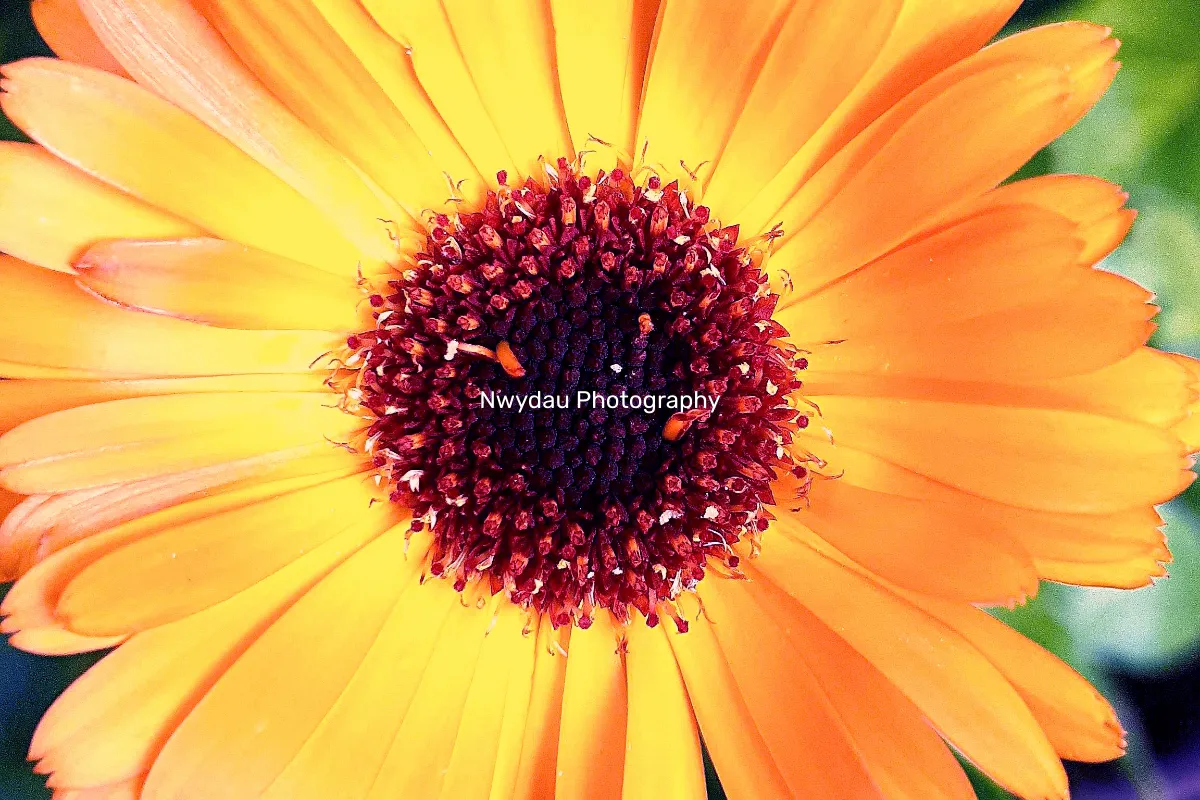 Nwydau Photography