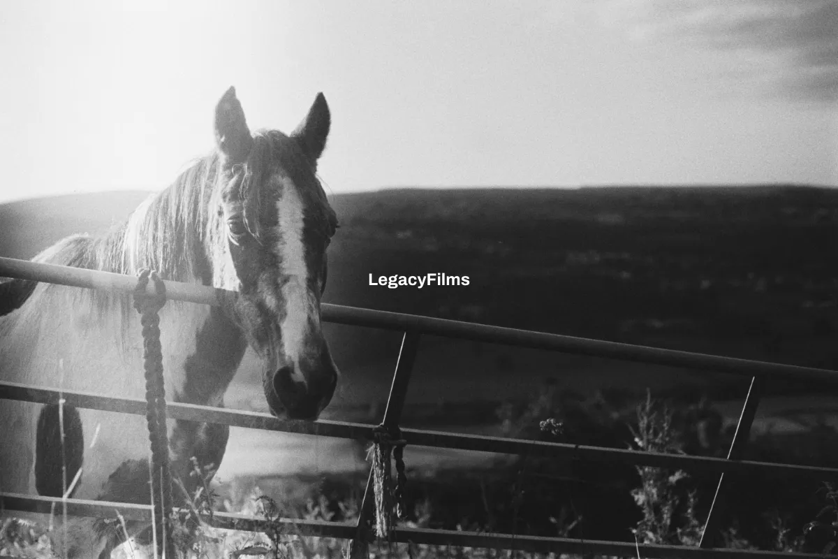 LegacyFilms
