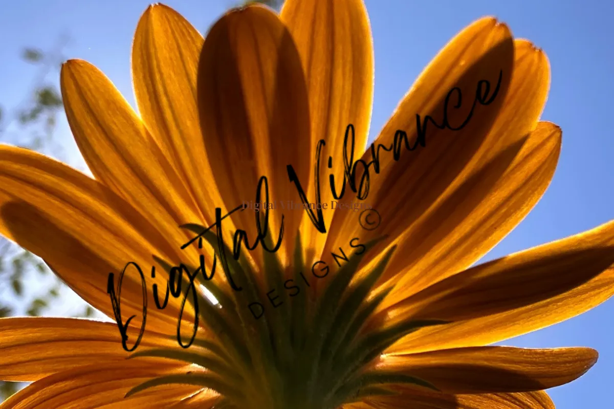 Digital Vibrance Designs