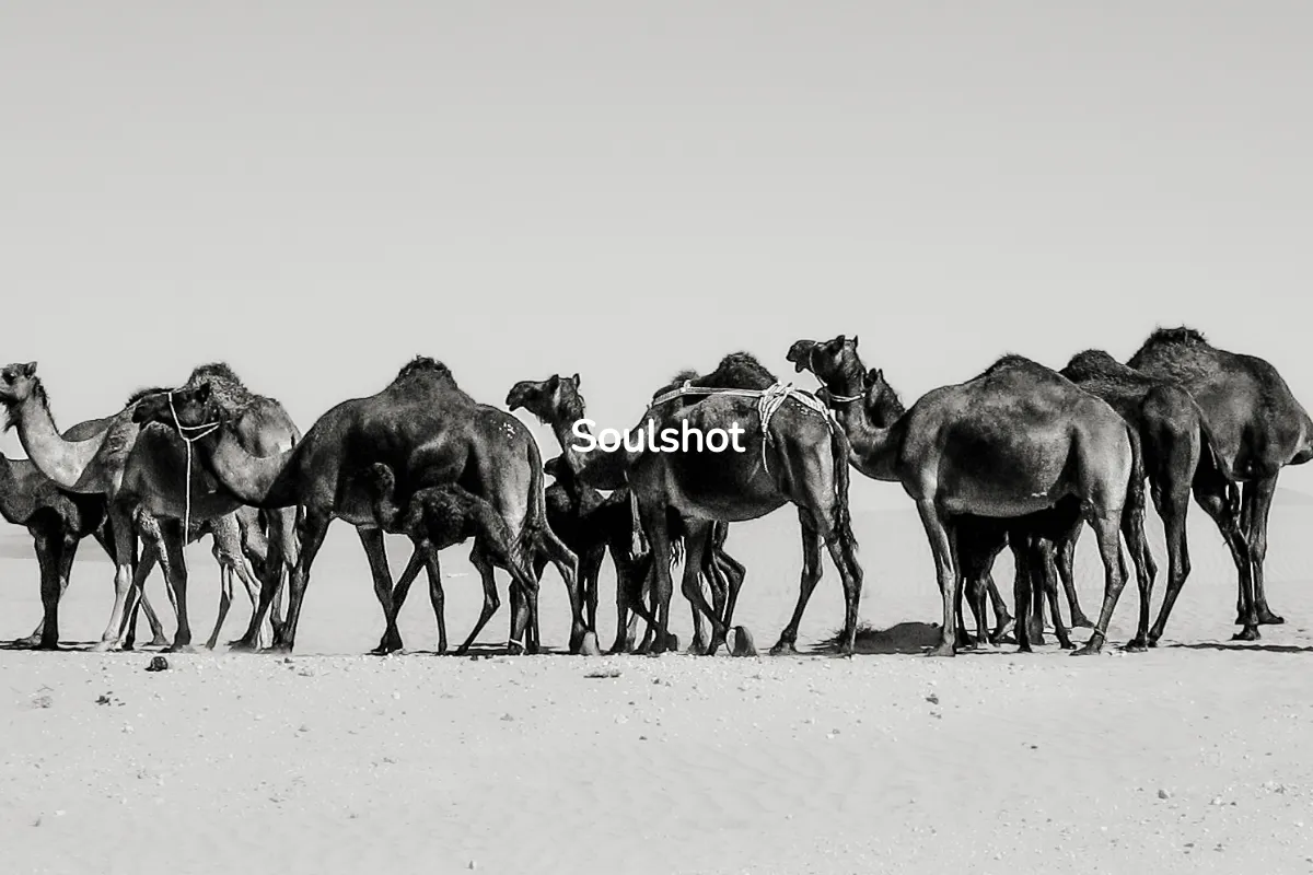 Soulshot