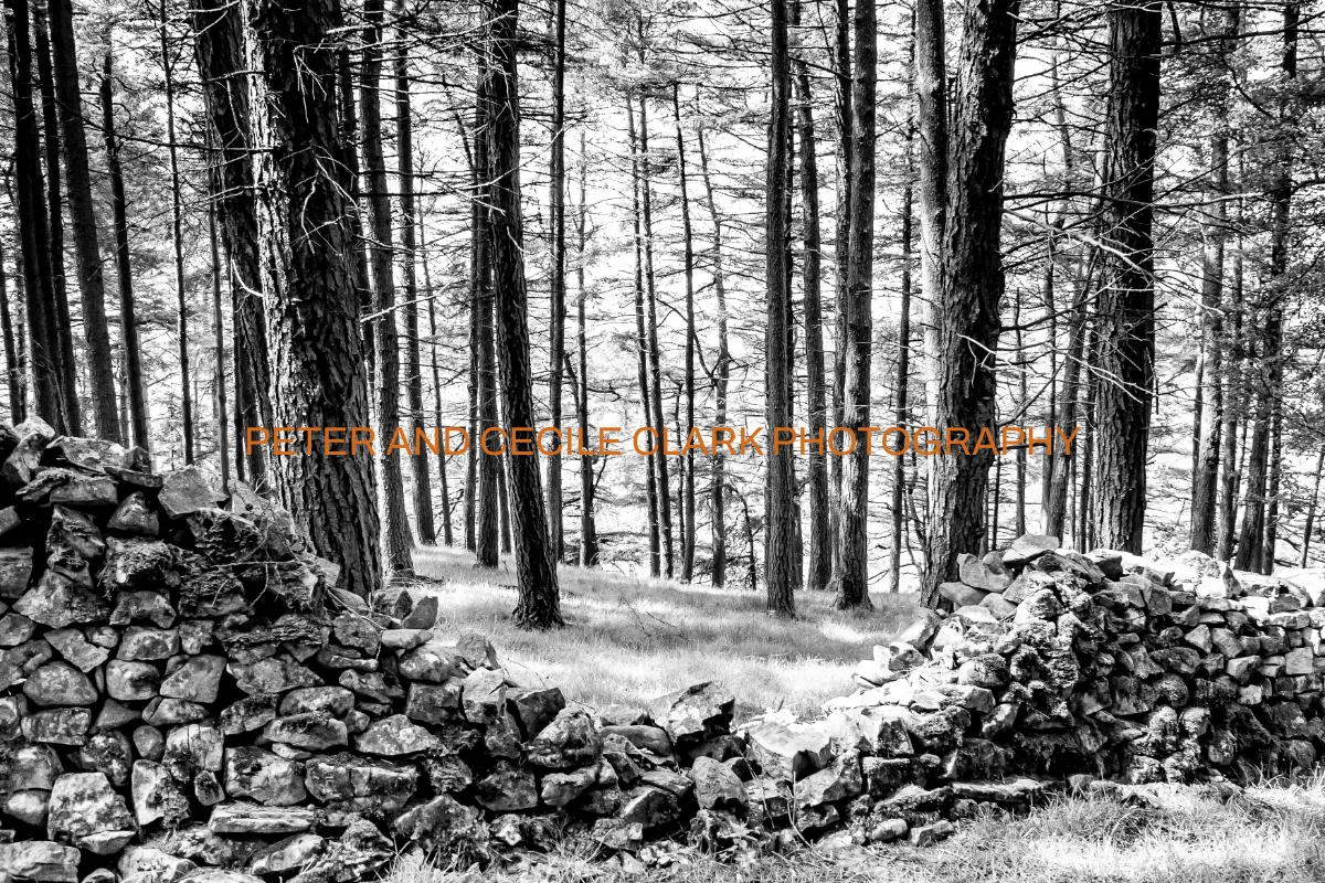 Peter and Cecile Clark Photography