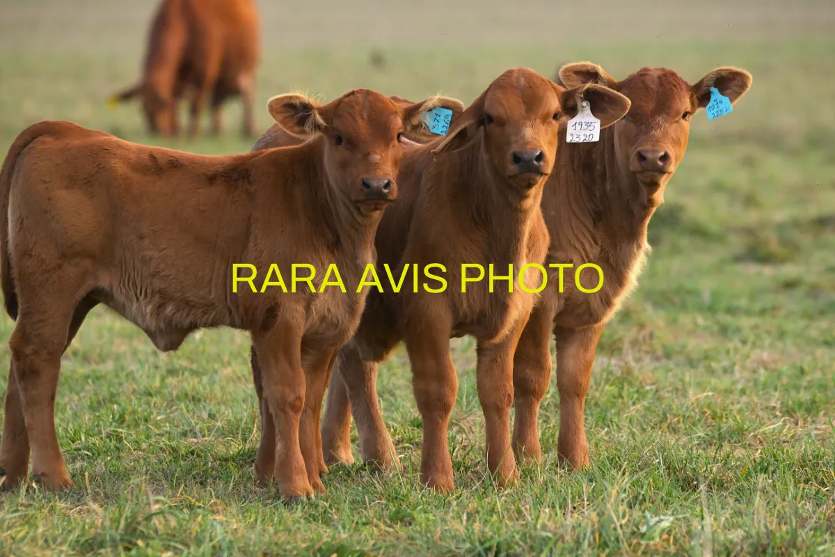 Rara Avis Photo