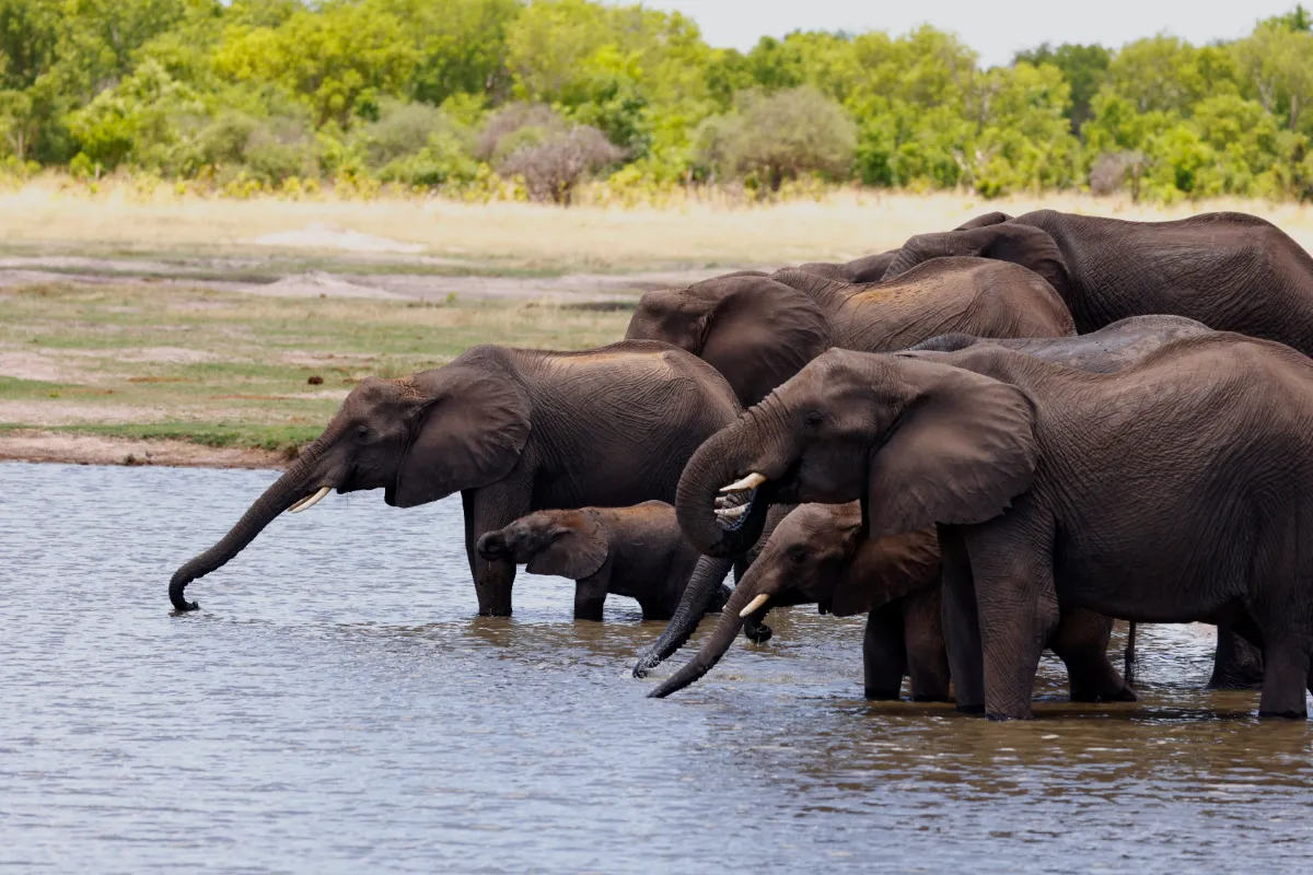Ian Sexton- Birds, Wildlife and Travel Photo's.