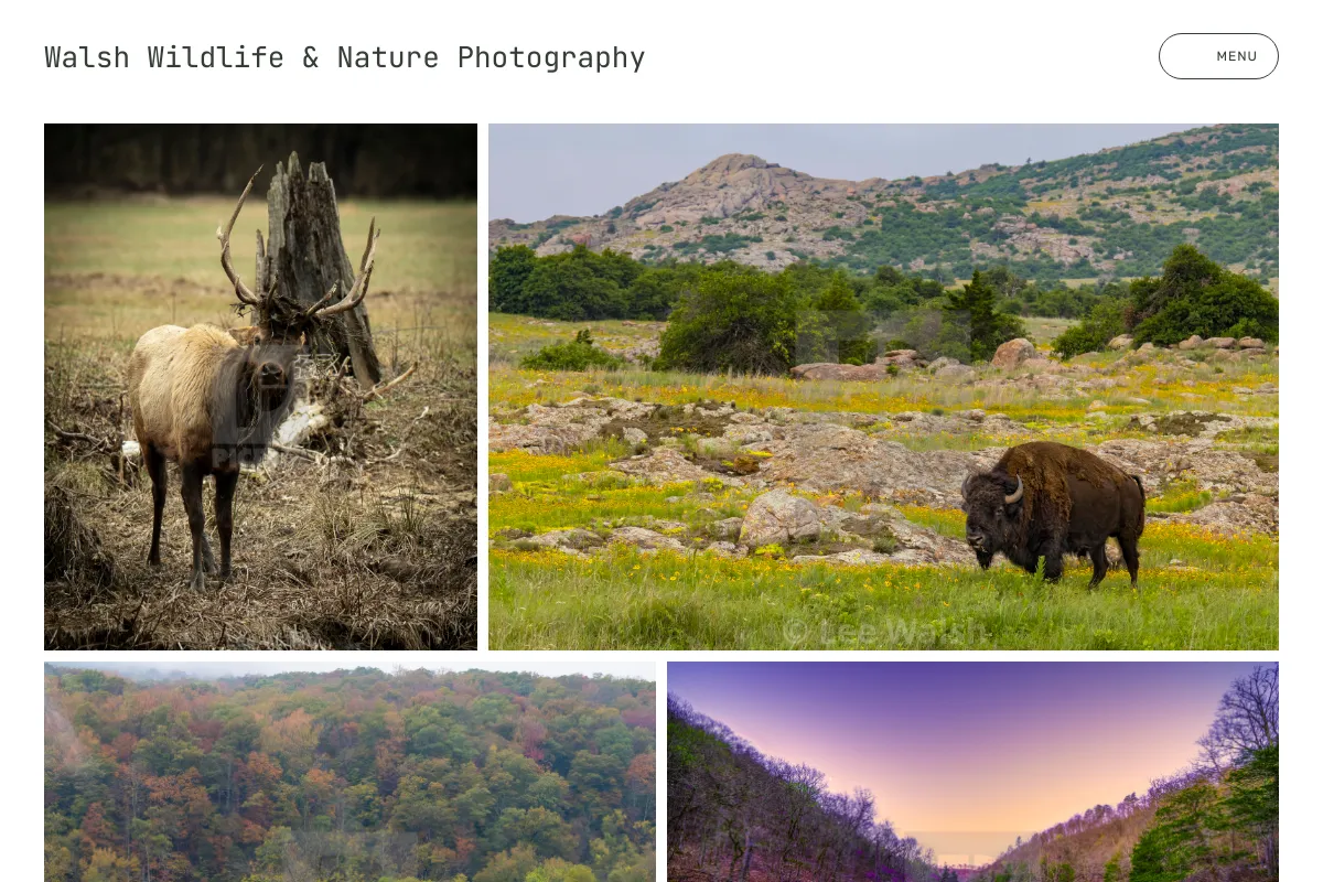 Walsh Wildlife & Nature Photography