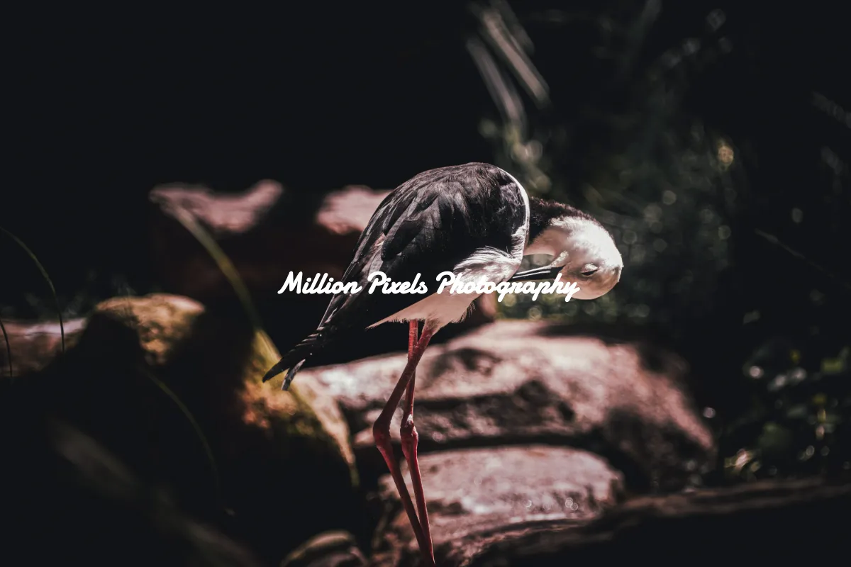 Million Pixels Photography