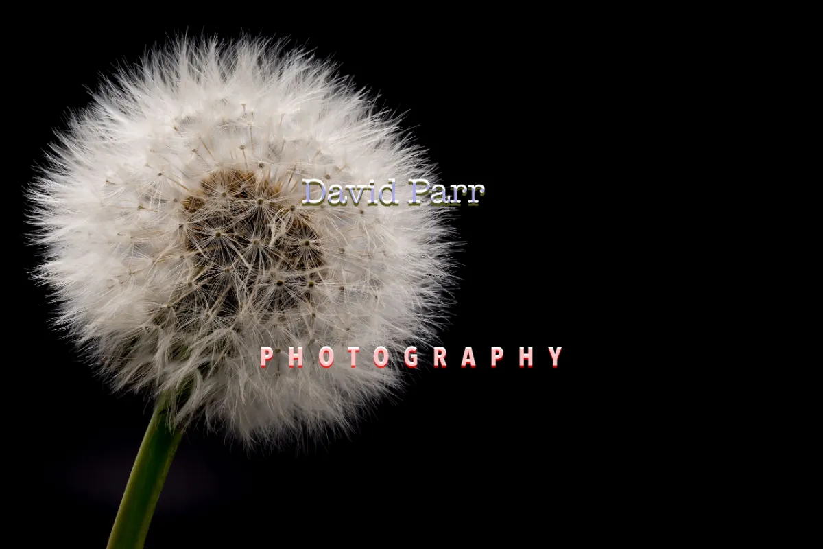 David Parr
