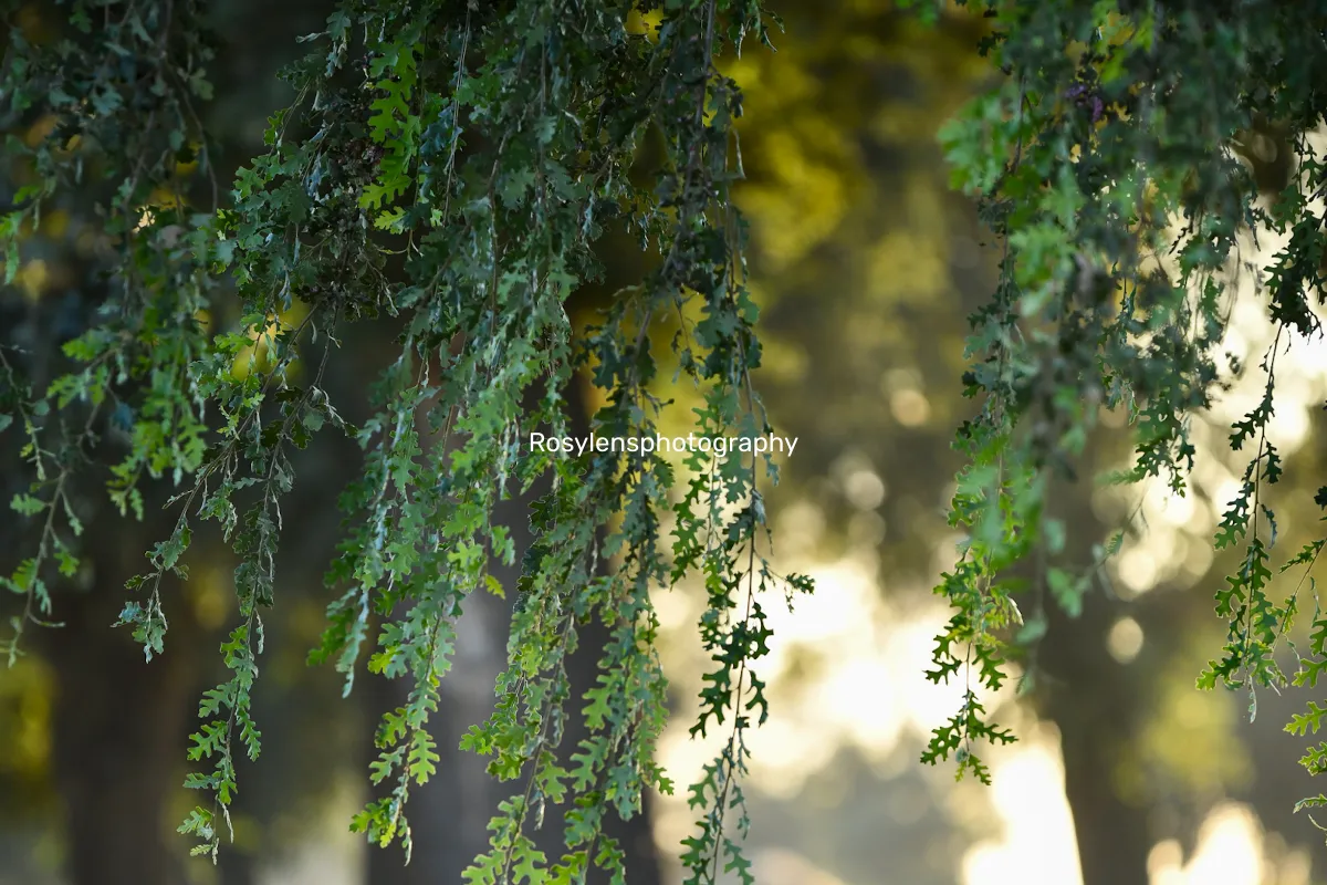 Rosylensphotography