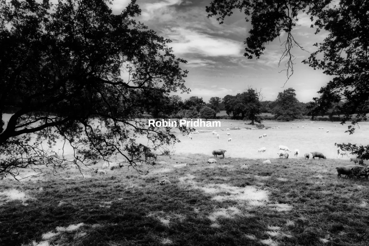Robin Pridham