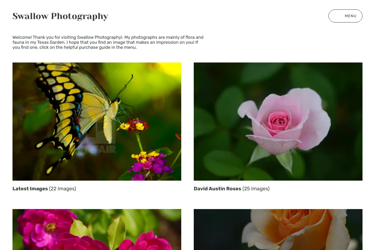 Swallow Photography 