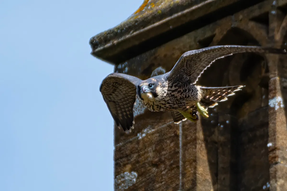 Dave travers wild life 